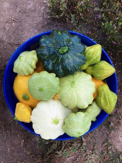 Chao Santana Farm Vegetables and Fruits