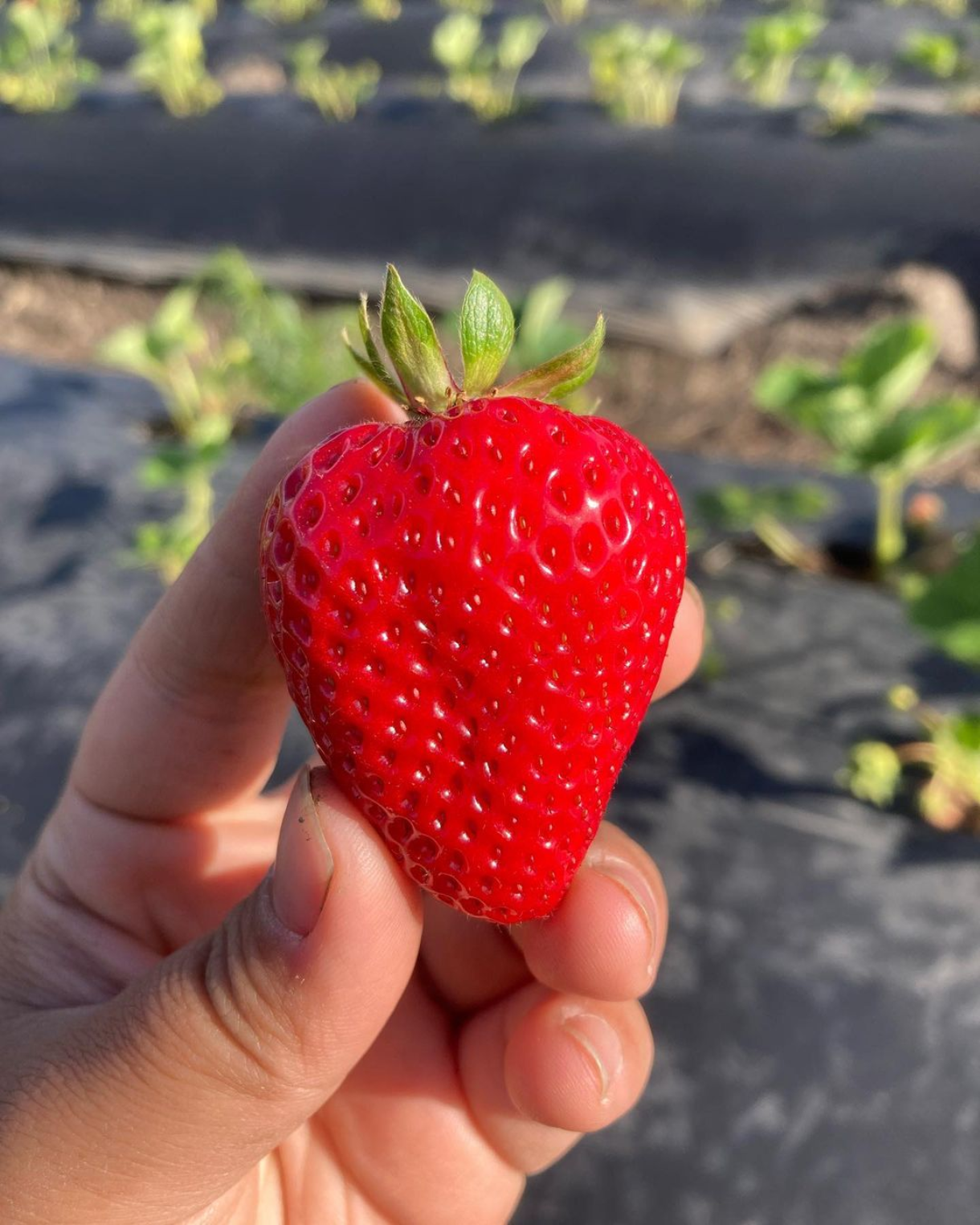 Chao Santana Strawberry Farm