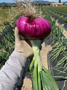 Onion Homepage