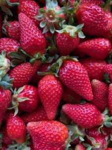 Strawberries - Chao Santana Farm